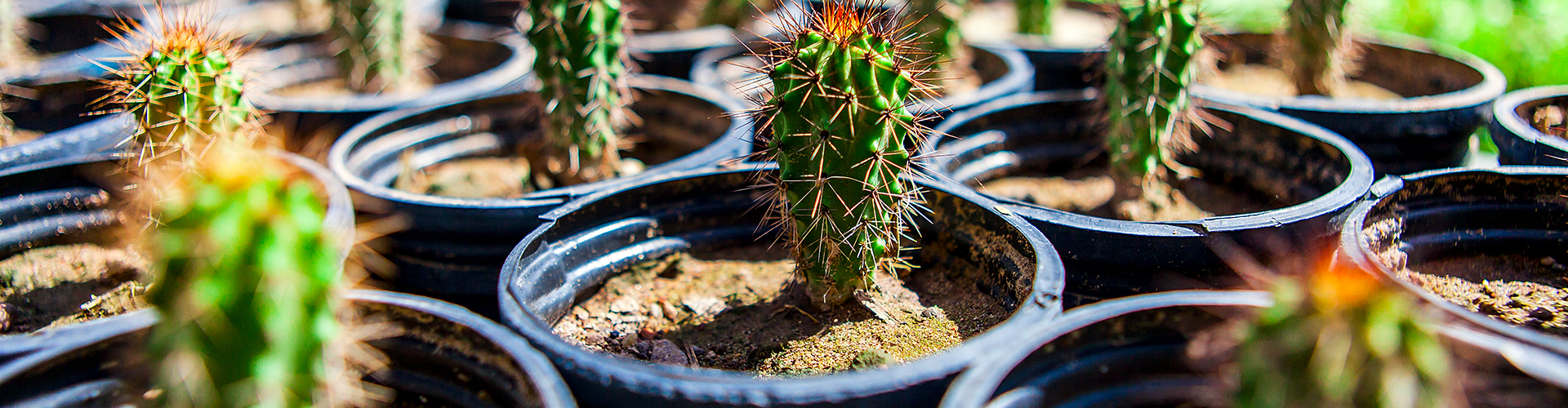 Biodiversidad